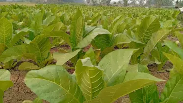 রাজবাড়ীতে তামাক চাষের দিকে ঝুঁকছে কৃষক: বাড়ছে স্বাস্থ্য ও পরিবেশ ঝুঁকি