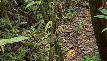 ১০ সেকেন্ডে ছবিতে লুকিয়ে থাকা চিতাবাঘ খুঁজে পেলে সত্যিই আপনি ঈগল চোখের অধিকারী