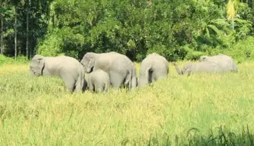 শান্ত পাহাড়ে প্রতিদিন যুদ্ধ: শেরপুরের পাহাড়ি মানুষের বেঁচে থাকার সংগ্