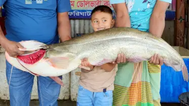 পদ্মায় জেলের জালে ধরা পড়লো দৈত্য আকৃতির বোয়াল