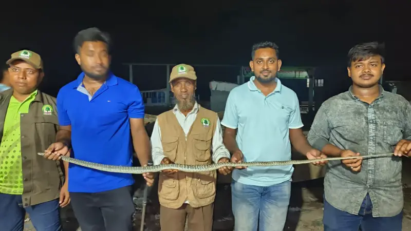 কলাপাড়ায় সাপুড়িয়ার কাছ থেকে দাঁড়াশ ও পদ্মগোখরা সাপ উদ্ধার কলাপাড়ায় সাপুড়িয়ার কাছ থেকে দাঁড়াশ ও পদ্মগোখরা সাপ উদ্ধার