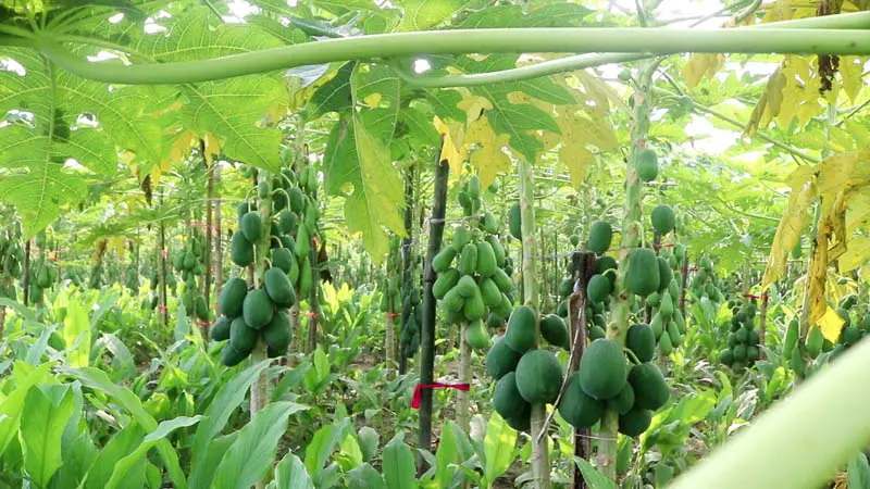 ঠাকুরগাঁওয়ে হলুদের সাথে পেঁপে চাষ করে সকলের নজর কেড়েছেন উদ্যোক্তা রবিউল ঠাকুরগাঁওয়ে হলুদের সাথে পেঁপে চাষ করে সকলের নজর কেড়েছেন উদ্যোক্তা রবিউল