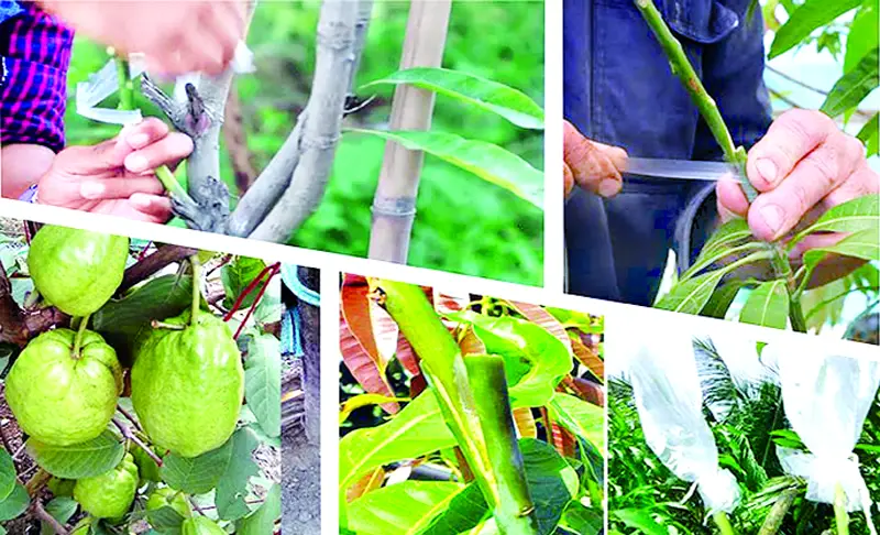 কলম করা গাছ কলম করা গাছ
