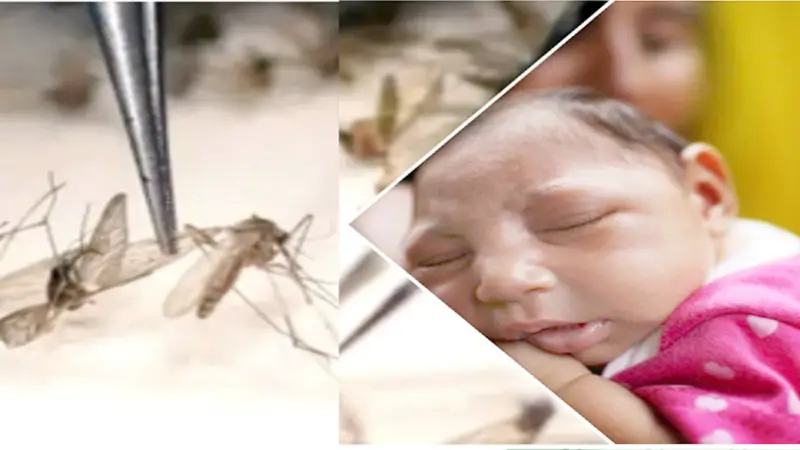 নতুন আতঙ্ক জিকা ভাইরাস নতুন আতঙ্ক জিকা ভাইরাস