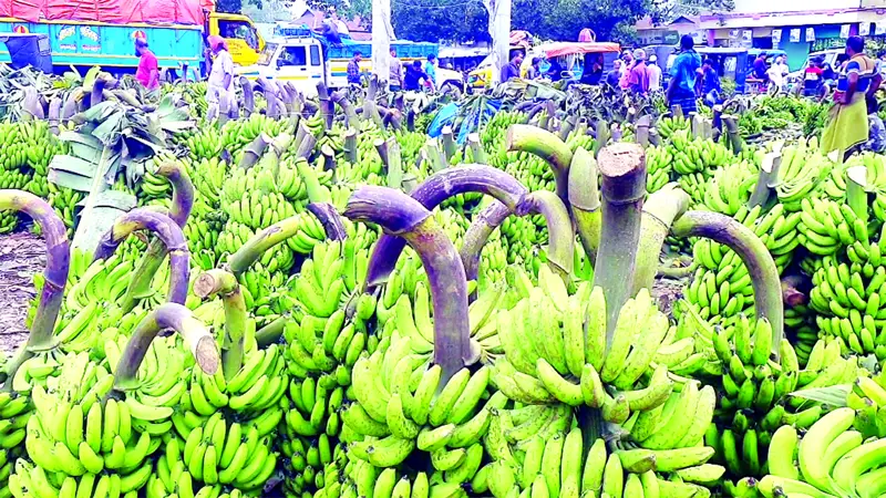 ৫২ বছরের কলার হাট ৫২ বছরের কলার হাট