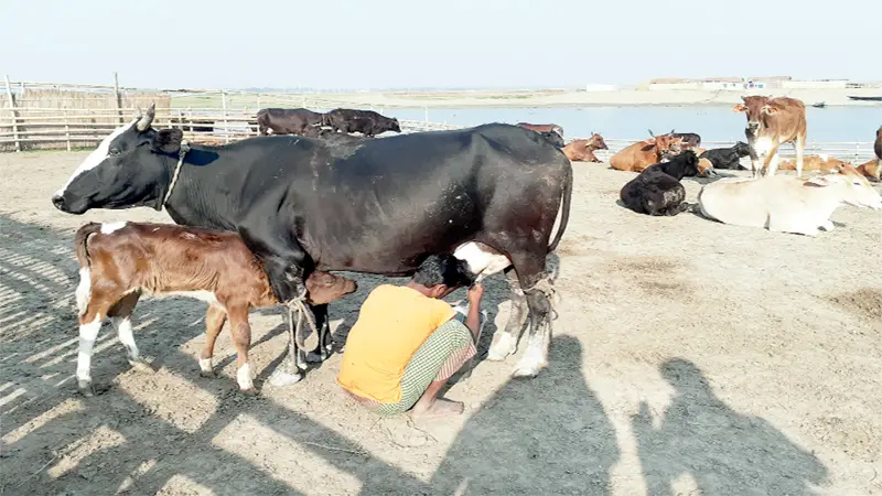 শাহজাদপুরে বেদখল হয়ে যাচ্ছে বাথান ভূমি, বিপাকে খামারিরা শাহজাদপুরে বেদখল হয়ে যাচ্ছে বাথান ভূমি, বিপাকে খামারিরা