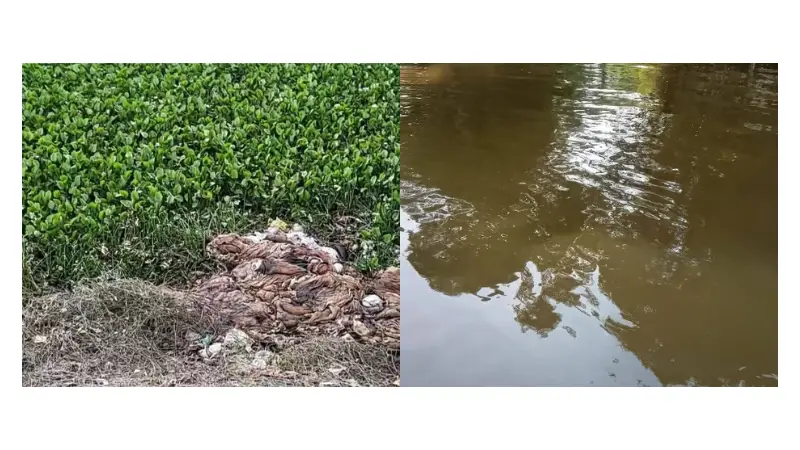 ফটিকছড়ির খালে-বিলে পশুর চামড়া, হালদার পানি রঙ হারাচ্ছে ফটিকছড়ির খালে-বিলে পশুর চামড়া, হালদার পানি রঙ হারাচ্ছে