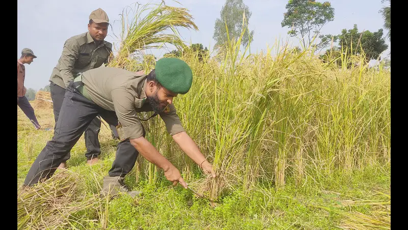 স্বেচ্ছায় ধান কাটলো আনসার সদস্যরা স্বেচ্ছায় ধান কাটলো আনসার সদস্যরা