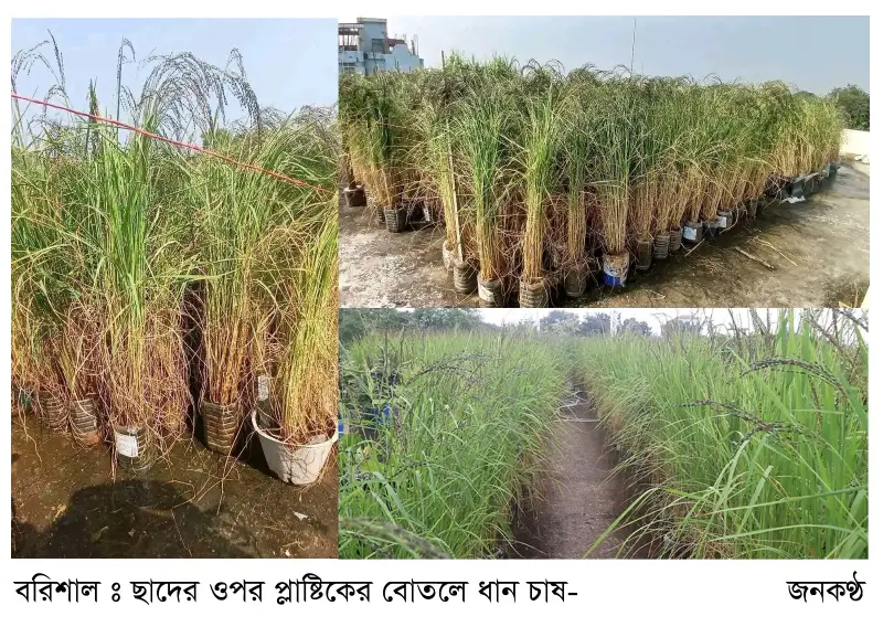 জমিতে নয় : ছাদের ওপর প্লাষ্টিকের বোতলে ধান চাষ জমিতে নয় : ছাদের ওপর প্লাষ্টিকের বোতলে ধান চাষ