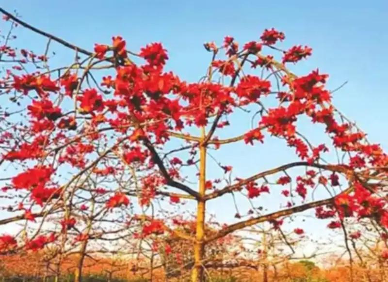 বসন্তের হাওয়ায় উঁকি মারছে শিমুল ফুল বসন্তের হাওয়ায় উঁকি মারছে শিমুল ফুল