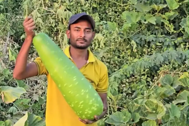 সৌদির মরুতে প্রবাসী বাংলাদেশির দেশীয় সবজির খামার সৌদির মরুতে প্রবাসী বাংলাদেশির দেশীয় সবজির খামার