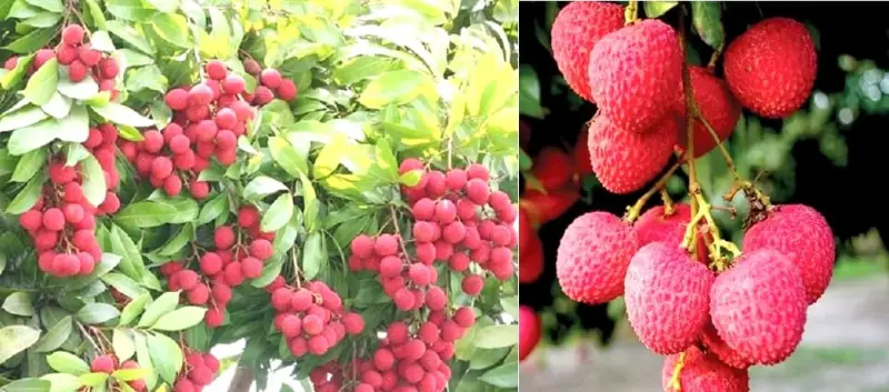 মধুমাসেই জিআই সনদ পেল দিনাজপুরের বিখ্যাত বেদানা লিচু মধুমাসেই জিআই সনদ পেল দিনাজপুরের বিখ্যাত বেদানা লিচু