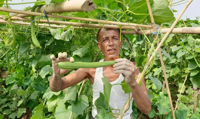 মুখীকচুর সঙ্গে ঢেঁড়স, ঝিঙে, বরবটি ও পাটশাক চাষে কৃষক লাভবান মুখীকচুর সঙ্গে ঢেঁড়স, ঝিঙে, বরবটি ও পাটশাক চাষে কৃষক লাভবান