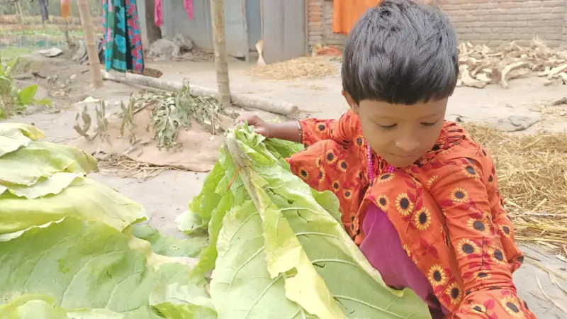 তামাক চাষে ঝুঁকি বাড়ছে শিশুদের, কমছে না চাষের বিস্তার তামাক চাষে ঝুঁকি বাড়ছে শিশুদের, কমছে না চাষের বিস্তার