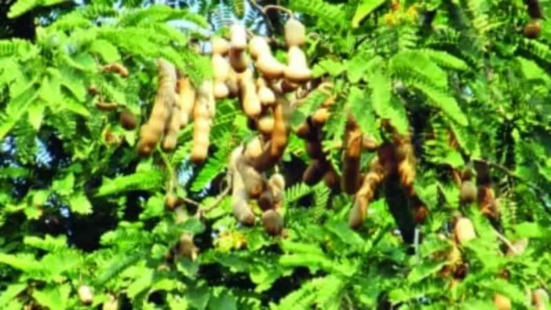 ঝিনাইগাতীতে হারিয়ে যাচ্ছে তেঁতুল গাছ, রক্ষণাবেক্ষণ ও চারা রোপনের নেই কোন উদ্যোগ ঝিনাইগাতীতে হারিয়ে যাচ্ছে তেঁতুল গাছ, রক্ষণাবেক্ষণ ও চারা রোপনের নেই কোন উদ্যোগ