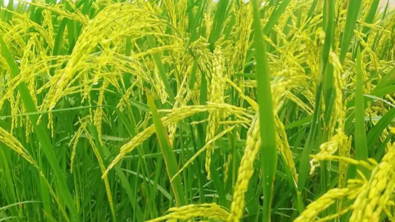 ধানের বাম্পার ফলনে কক্সবাজারে কৃষকের মুখে স্বস্তির হাসি ধানের বাম্পার ফলনে কক্সবাজারে কৃষকের মুখে স্বস্তির হাসি