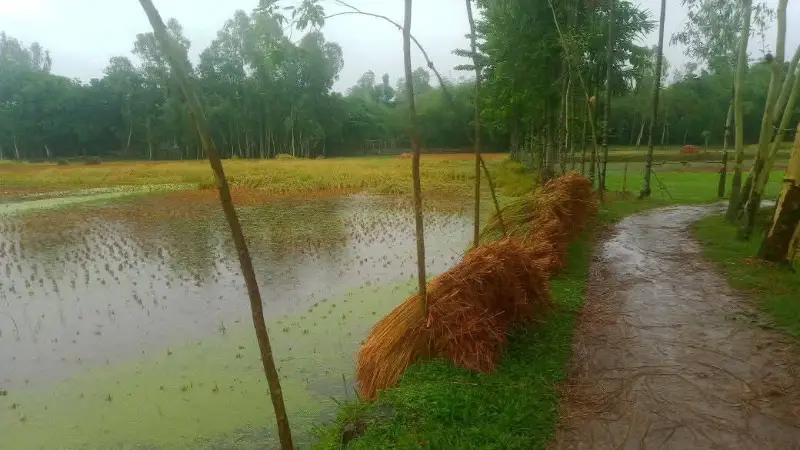গাইবান্ধায় বৃষ্টিতে বোরো ধানের ব্যাপক ক্ষতি গাইবান্ধায় বৃষ্টিতে বোরো ধানের ব্যাপক ক্ষতি