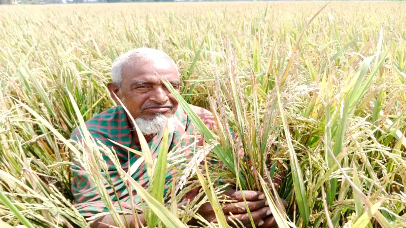 সাটুরিয়ায় ইটভাটার গরম গ্যাসে নষ্ট শত বিঘা ধানক্ষেত সাটুরিয়ায় ইটভাটার গরম গ্যাসে নষ্ট শত বিঘা ধানক্ষেত