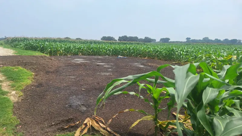 মুরগির বিষ্ঠায় পরিবেশ দূষণ, অতিষ্ঠ গড়গড়ার সাধারণ মানুষ মুরগির বিষ্ঠায় পরিবেশ দূষণ, অতিষ্ঠ গড়গড়ার সাধারণ মানুষ