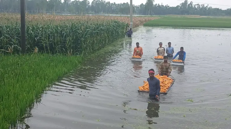 বৃষ্টির পানিতে নিমজ্জিত ২৯৯ হেক্টর ফসলি জমি, ৭৫ হেক্টর বাদাম পানিতে নষ বৃষ্টির পানিতে নিমজ্জিত ২৯৯ হেক্টর ফসলি জমি, ৭৫ হেক্টর বাদাম পানিতে নষ