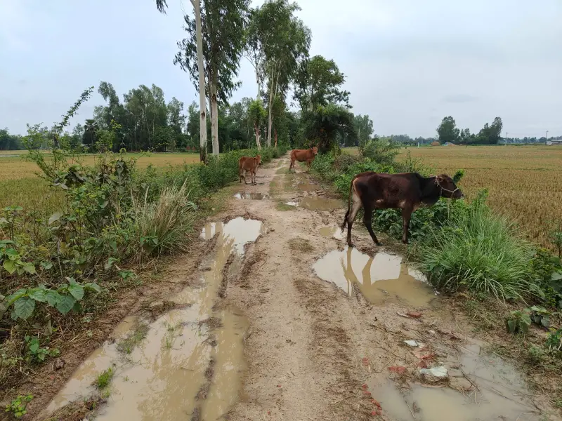 রায়গঞ্জের মেছোবাড়ি আশ্রয়ন প্রকল্পে বিদ্যুৎ, পানি, টয়লেটহীন জীবন—কষ্টে কাটছে বাসিন্দাদের দিন রায়গঞ্জের মেছোবাড়ি আশ্রয়ন প্রকল্পে বিদ্যুৎ, পানি, টয়লেটহীন জীবন—কষ্টে কাটছে বাসিন্দাদের দিন