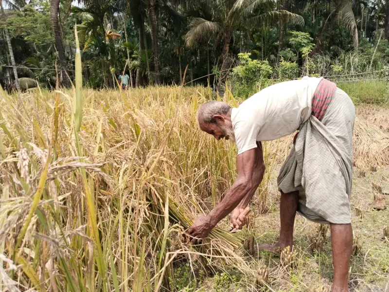 রায়পুরে বাম্পার ফলনের মাঝেও ন্যায্যমূল্যের সংকটে দিশেহারা চাষিরা রায়পুরে বাম্পার ফলনের মাঝেও ন্যায্যমূল্যের সংকটে দিশেহারা চাষিরা