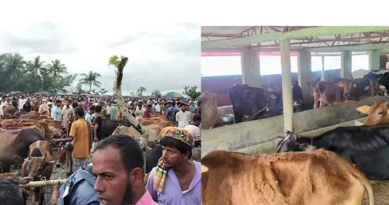 আমতলীতে চাহিদার তুলনায় গবাদি পশু বেশী বাজারে পশুর দাম কিছুটা কম, সড়কে চাঁদা নিয়ে বড় দুচিন্তায় ব্যবসায়ীরা আমতলীতে চাহিদার তুলনায় গবাদি পশু বেশী বাজারে পশুর দাম কিছুটা কম, সড়কে চাঁদা নিয়ে বড় দুচিন্তায় ব্যবসায়ীরা