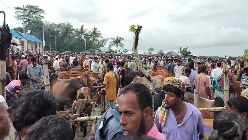 বাজারে গবাদি পশুর দাম কিছুটা কম, সড়কে চাঁদা নিয়ে দুচিন্তায় ব্যবসায়ীরা বাজারে গবাদি পশুর দাম কিছুটা কম, সড়কে চাঁদা নিয়ে দুচিন্তায় ব্যবসায়ীরা
