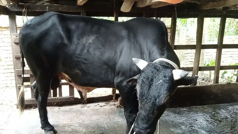 ‘কালা পাহাড়ের’ দাম হাঁকছে ১০ লাখ টাকা ‘কালা পাহাড়ের’ দাম হাঁকছে ১০ লাখ টাকা