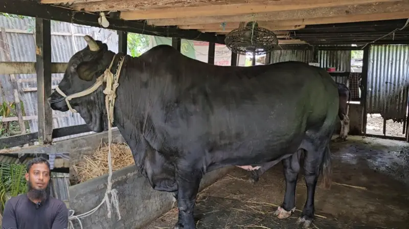 খালেদা জিয়াকে ১৪০০ কেজির ‘কালোমানিক’ উপহার দিতে চান কৃষক সোহাগ 