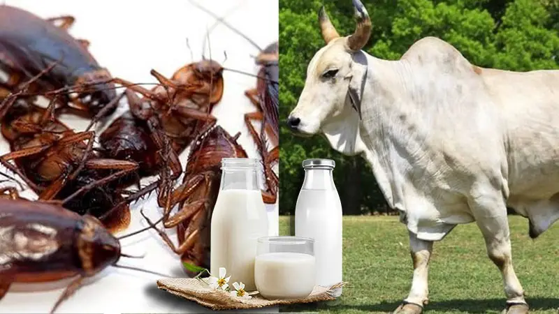 তেলাপোকার দুধ নাকি গরুর—কোনটি বেশি শক্তিশালী?