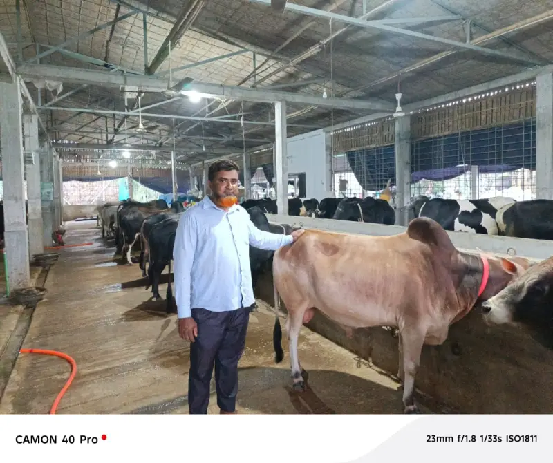 কাউনিয়ায় তাজ এগ্রো খামারে প্রস্তুত অর্ধশতাধিক কোরবানির গরু কাউনিয়ায় তাজ এগ্রো খামারে প্রস্তুত অর্ধশতাধিক কোরবানির গরু