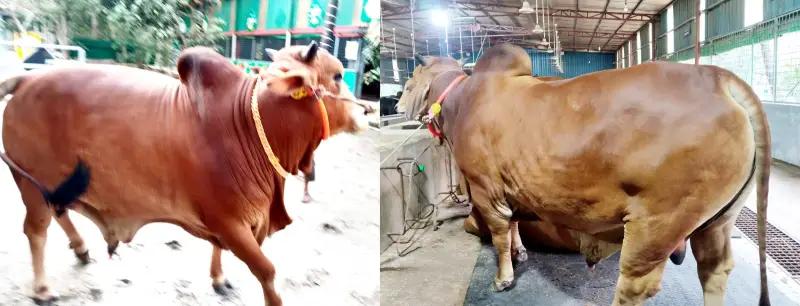 বরিশালের হাট কাঁপাবে রাজা-বাদশা বরিশালের হাট কাঁপাবে রাজা-বাদশা