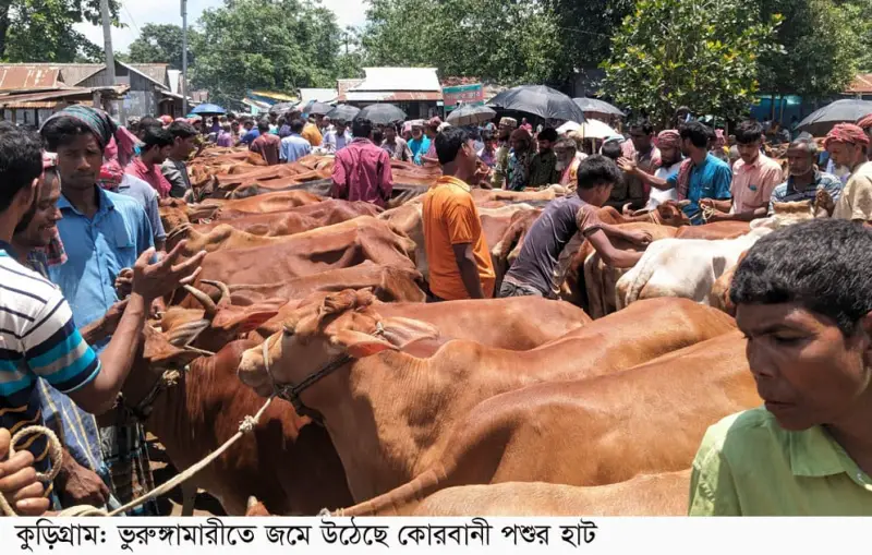 ভূরুঙ্গামারীতে জমে উঠেছে পশুর হাট ভূরুঙ্গামারীতে জমে উঠেছে পশুর হাট