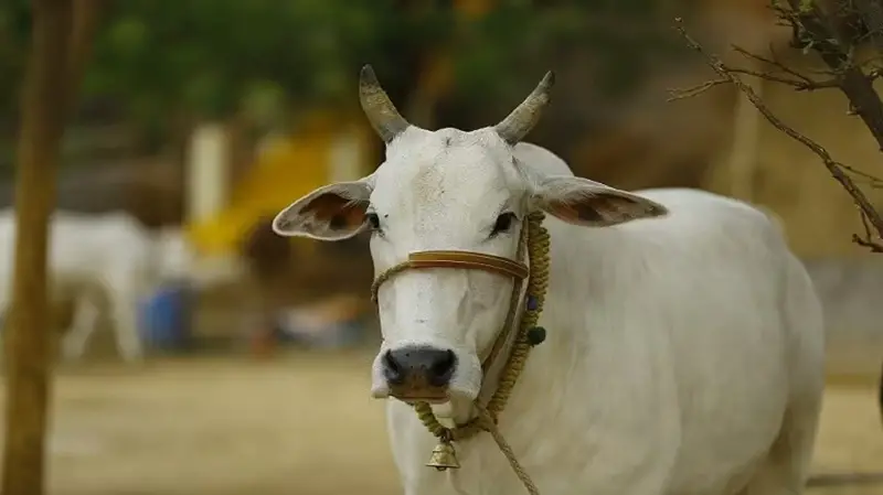 কার সঙ্গে ভাগে কোরবানি দিলে কবুল হবে না, জেনে নিন কার সঙ্গে ভাগে কোরবানি দিলে কবুল হবে না, জেনে নিন