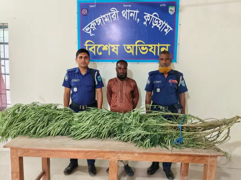 কুড়িগ্রামে বাড়ির পেছনে ১০ ফুট গাঁজার গাছ, আটক এক ব্যক্তি কুড়িগ্রামে বাড়ির পেছনে ১০ ফুট গাঁজার গাছ, আটক এক ব্যক্তি