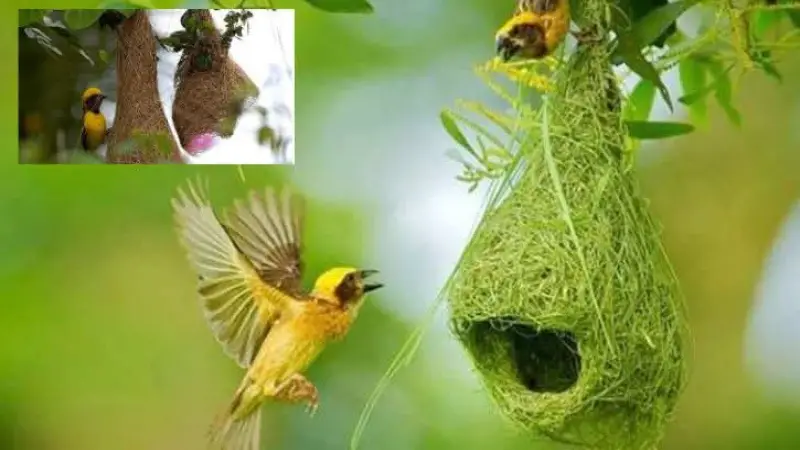 কালের বিবর্তন ও পরিবেশ বিপর্যয়ে হারিয়ে যাচ্ছে বাবুই পাখি কালের বিবর্তন ও পরিবেশ বিপর্যয়ে হারিয়ে যাচ্ছে বাবুই পাখি