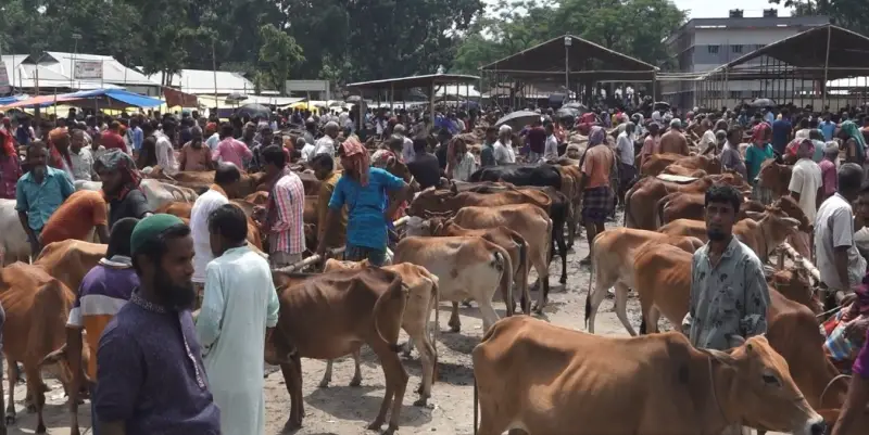 হাটে পাইকার কমে যাওয়ায় উবৃত্ত পশু নিয়ে দুশ্চিন্তায় খামারী হাটে পাইকার কমে যাওয়ায় উবৃত্ত পশু নিয়ে দুশ্চিন্তায় খামারী