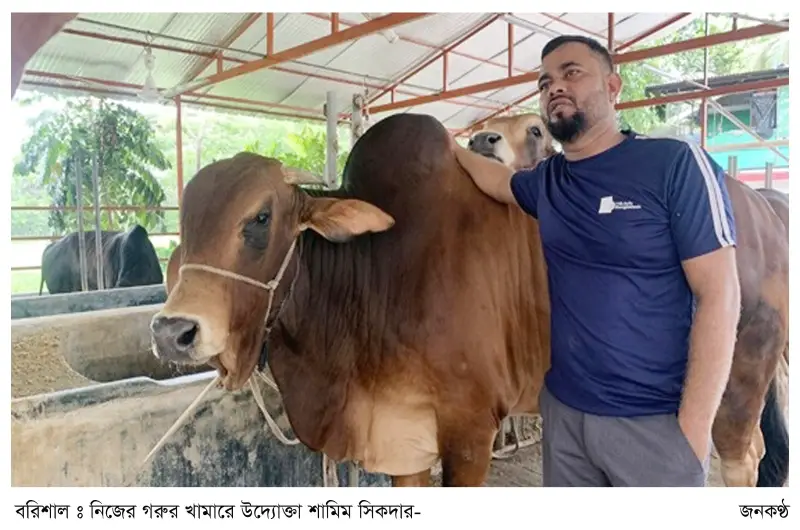 গরুর খামারে স্বাবলম্বী শামিম গরুর খামারে স্বাবলম্বী শামিম