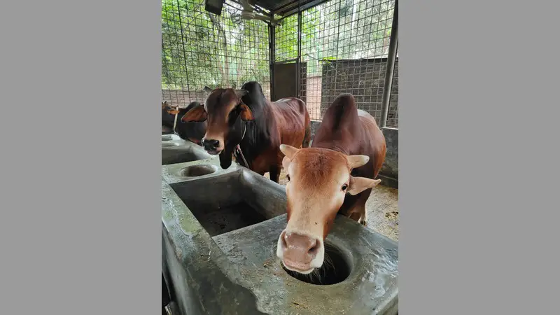 ঢাকার আশপাশের খামারে জমে উঠেছে কোরবানির গরু-ছাগল বেচাকেনা ঢাকার আশপাশের খামারে জমে উঠেছে কোরবানির গরু-ছাগল বেচাকেনা