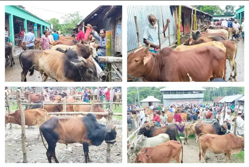 বৈরী আবহাওয়া উপেক্ষা করে জমে উঠেছে বরিশালের বৃহত্তম পশুর হাট বৈরী আবহাওয়া উপেক্ষা করে জমে উঠেছে বরিশালের বৃহত্তম পশুর হাট