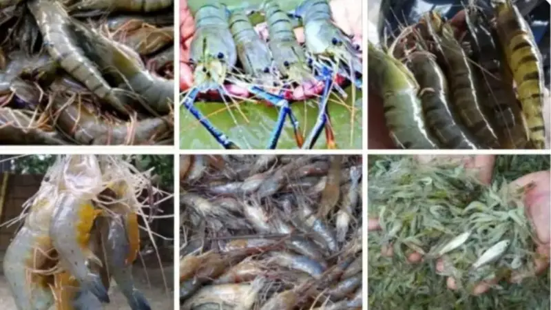 হালদার সিলভার-গোল্ড চিংড়ি: কোটি টাকার আয়ের সম্ভাবনা