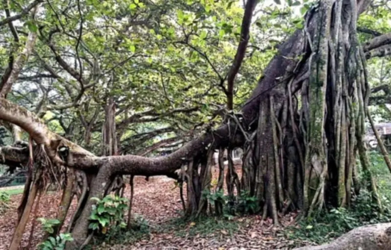 মানিকগঞ্জে কালের সাক্ষী শতবর্ষী বটগাছ মানিকগঞ্জে কালের সাক্ষী শতবর্ষী বটগাছ