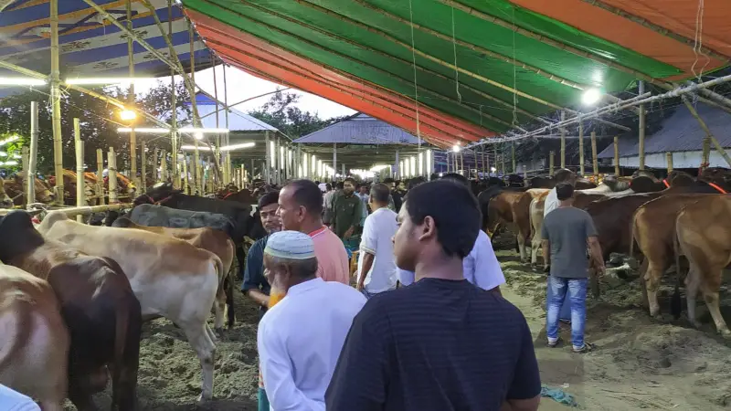 কেরানীগঞ্জে শেষ মুহূর্তে জমে উঠেছে কোরবানির পশুর হাট কেরানীগঞ্জে শেষ মুহূর্তে জমে উঠেছে কোরবানির পশুর হাট