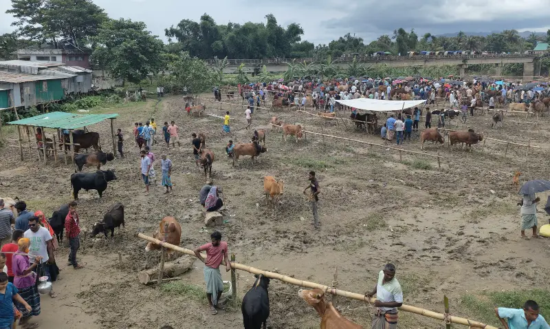 খাগড়াছড়ির শেষ পশুর হাটে বেচাকেনার ধুম খাগড়াছড়ির শেষ পশুর হাটে বেচাকেনার ধুম