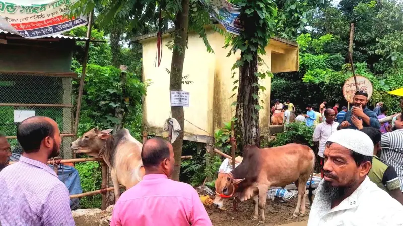 হাটহাজারীতে মুক্তিযোদ্ধার কবরের সাইনবোর্ড উধাও, বাঁধা আছে গরু!
