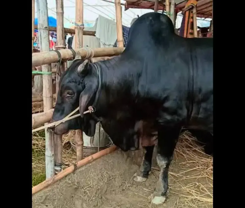 ১৪০০ কেজির আদরের ময়না! ১৪০০ কেজির আদরের ময়না!
