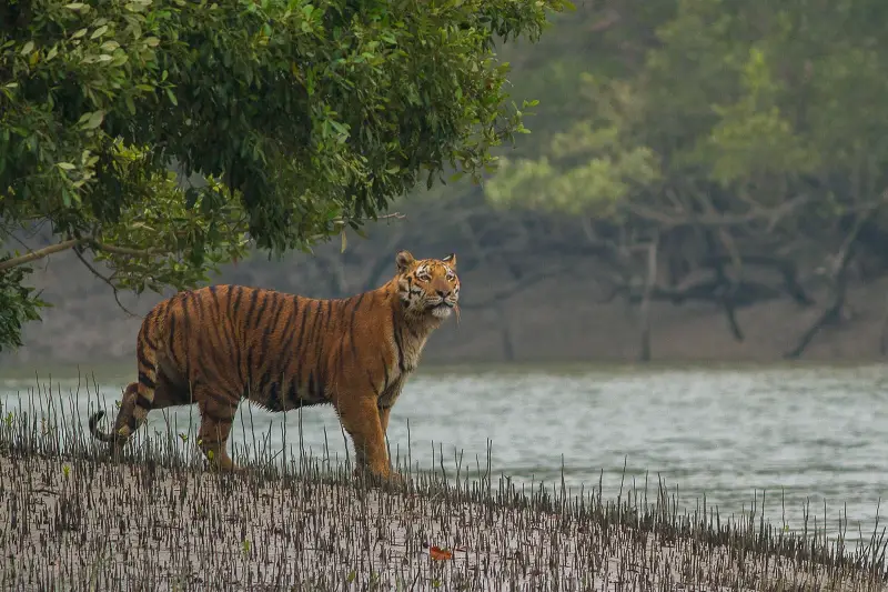 সাতক্ষীরার আকর্ষণ সড়কপথে সুন্দরবন সাতক্ষীরার আকর্ষণ সড়কপথে সুন্দরবন