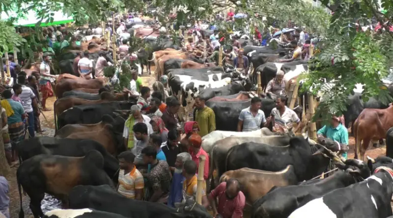 যশোরে মাঝারি গরুর চাহিদা বেশি, তবুও দুশ্চিন্তায় খামারিরা যশোরে মাঝারি গরুর চাহিদা বেশি, তবুও দুশ্চিন্তায় খামারিরা