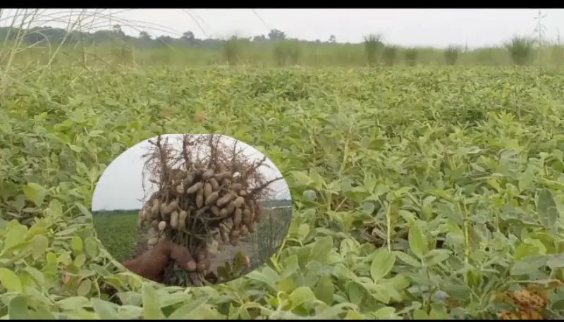 বাদামের বাম্পার ফলনে চরের মানুষের মুখে হাসি বাদামের বাম্পার ফলনে চরের মানুষের মুখে হাসি